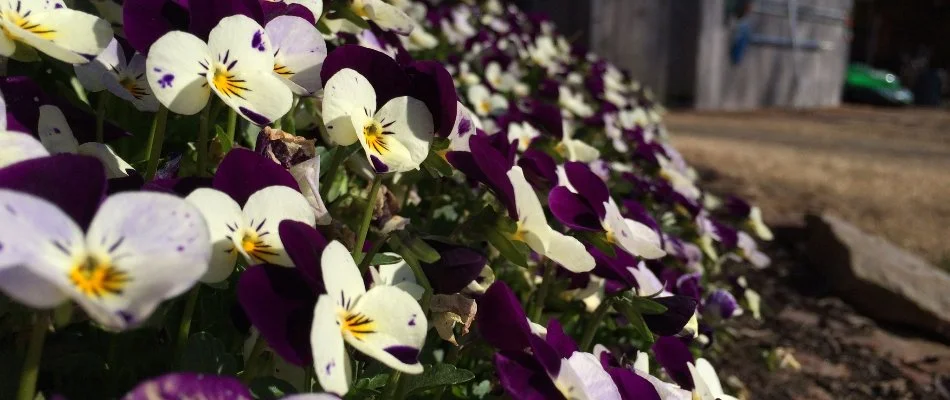 White and purple pansy flowers in Memphis, TN.