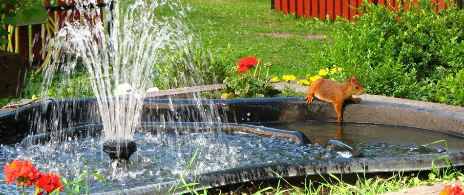 Wildlife in Memphis, TN, attracted to water feature.