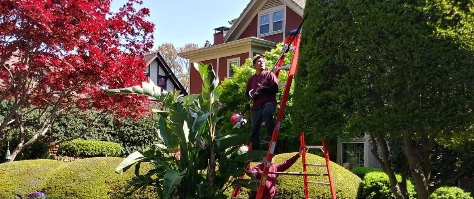 Worker on a ladder trimming a tall tree in Memphis, TN.