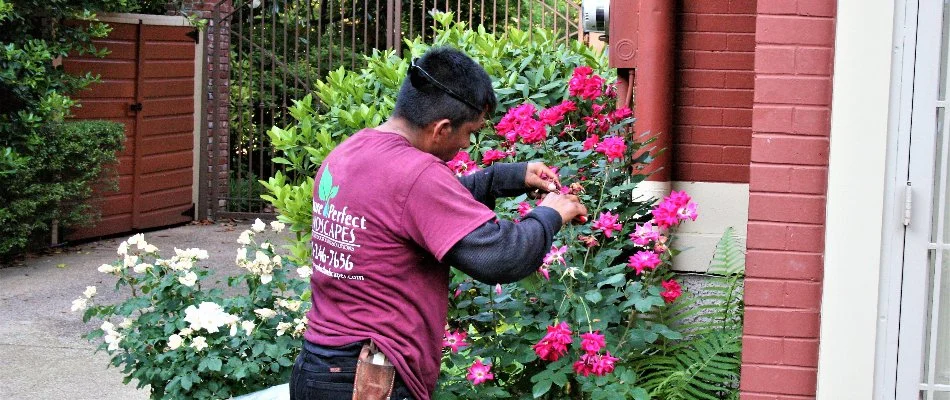 Worker pruning a rose bush along a building in Memphis, TN.