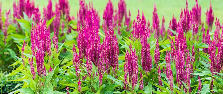 picture of celosias flowers in a garden in Midtown Memphis, Tennessee.