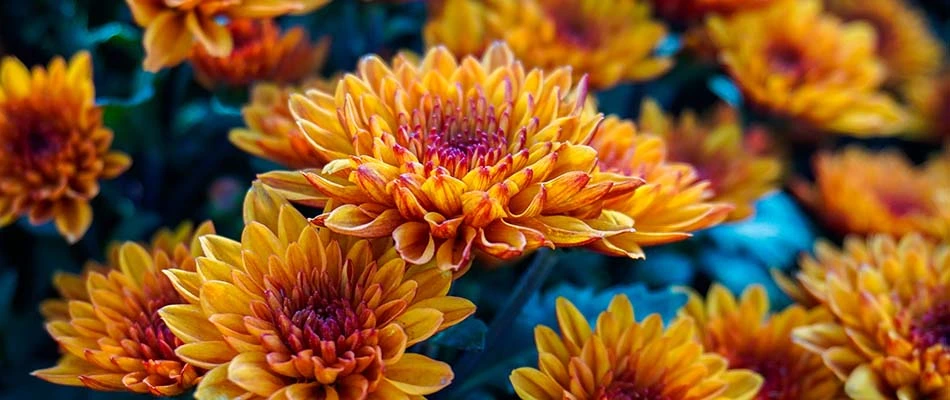 Picture of chrysanthemums flowers in Central Gardens, Tennessee