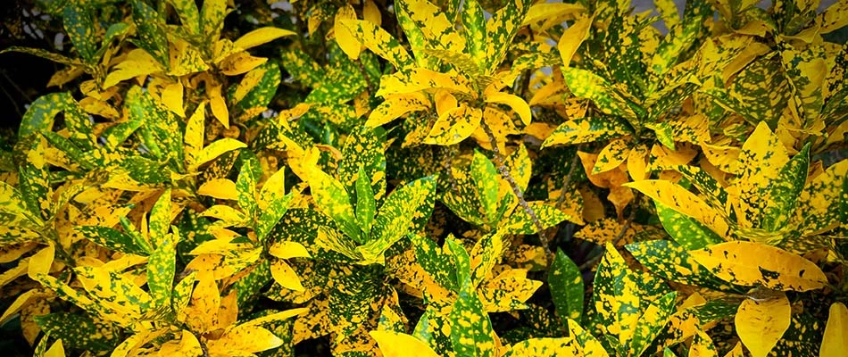 Picture of a croton plant in Germantown, Tennessee