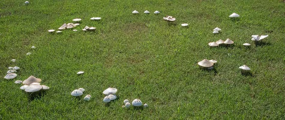 Picture of fairy ring lawn disease in Germantown, Tennessee