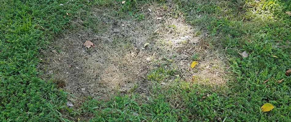 Picture of a large patch lawn disease in Central Gardens, Tennessee