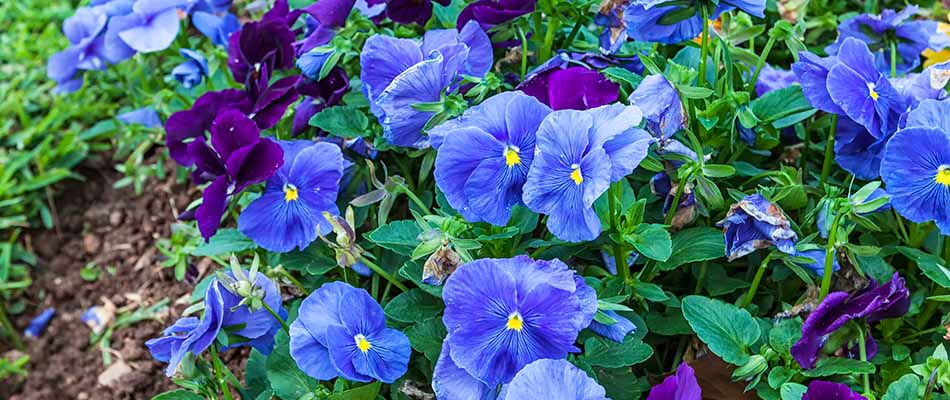 Picture of pansy flowers in a garden in Downtown Memphis, Tennessee.