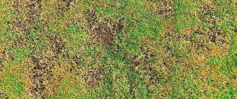 Picture of root rot lawn disease in Midtown, Tennessee