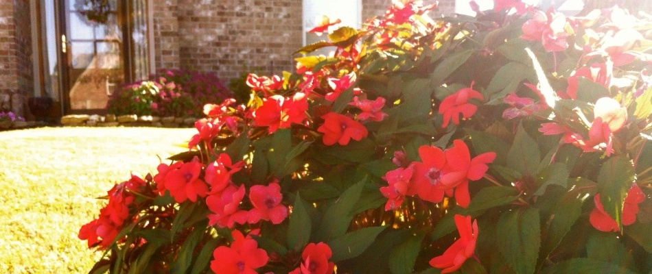 Landscape bed with annual flowers installed for home front in Piperton, TN.