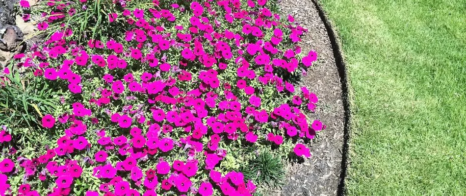 Annual flowers planted in landscape bed in Chicksaw Gardens, TN.