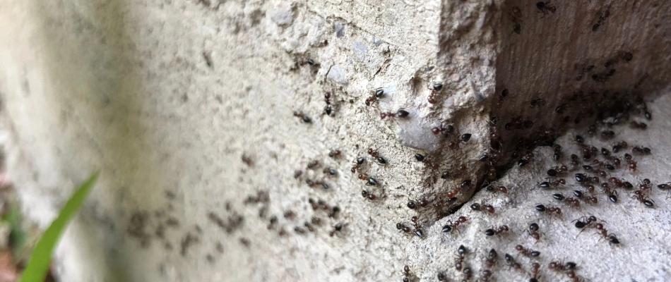 Ants crawling by entrance of home on foundation cracks in Memphis, TN.