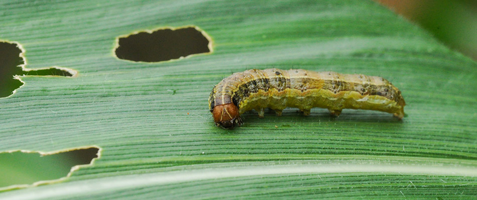 An armyworm on a leaf by a home in East Memphis, TN.