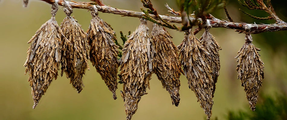 Bagworms on a tree in need of treatment in Collierville, TN.