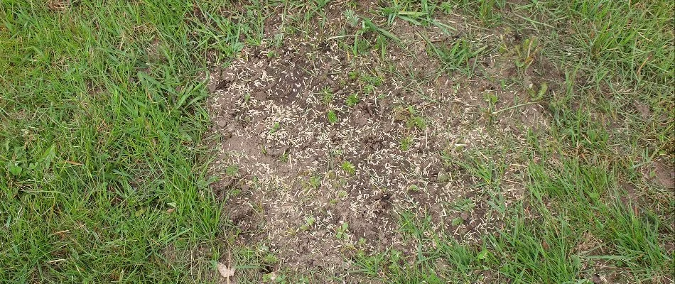 Bare patch on a lawn in Memphis, TN, with grass seeds.