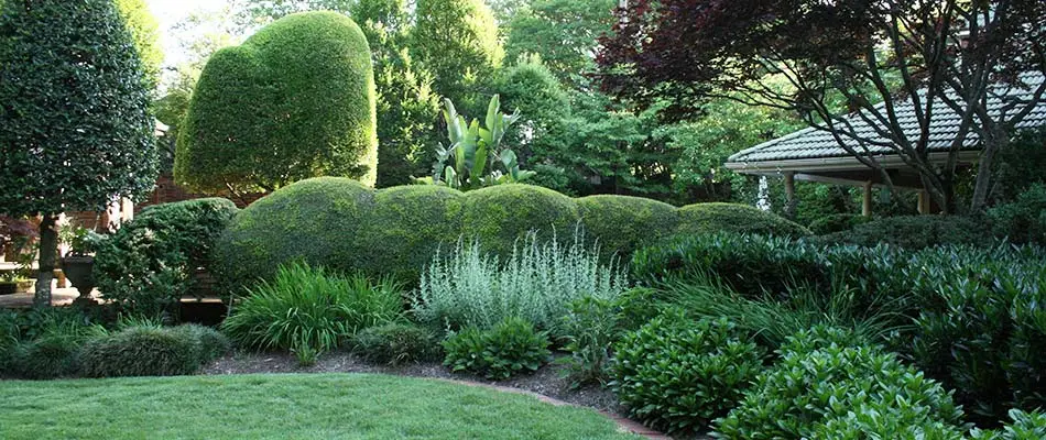 Beautiful landscape trees, bushes, and plants neatly cleaned up in East Memphis, TN.