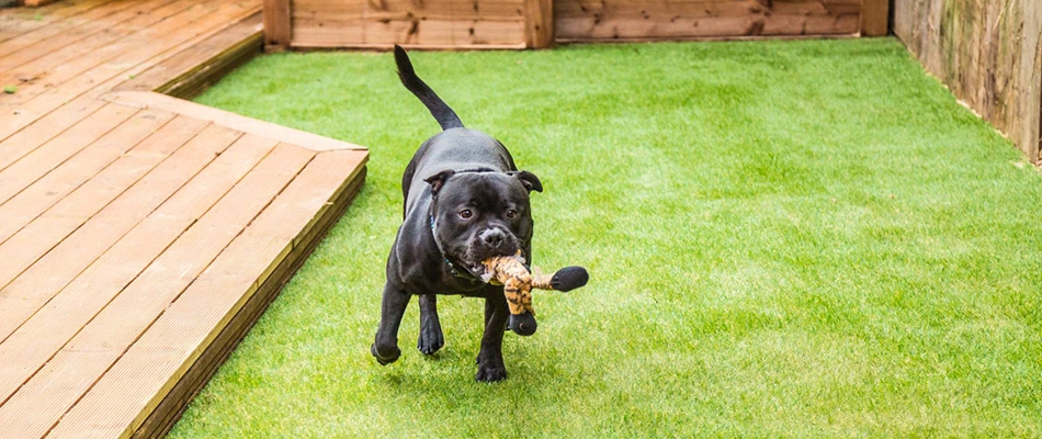 Large dog playing with dog toy in newly installed turf in Piperton, TN.