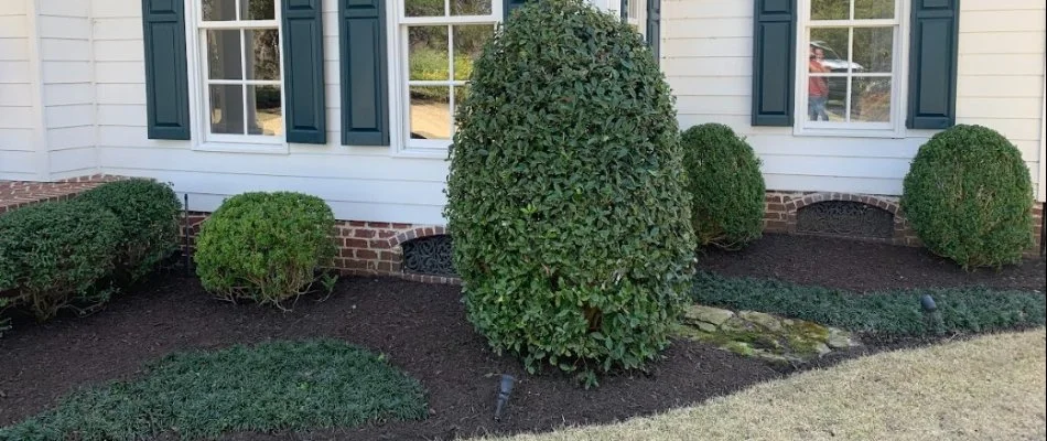 Black mulch in a landscape bed with shrubs on a property in Memphis, TN.
