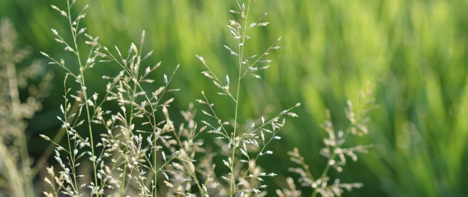 Bluegrass weeds growing in lawn in Collierville, TN.