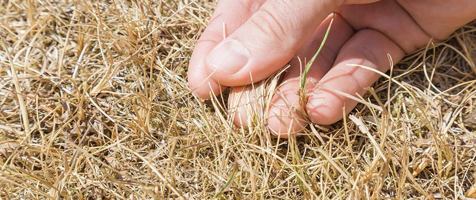 A brown patch of grass due to a grub infestation in Arlington, TN.