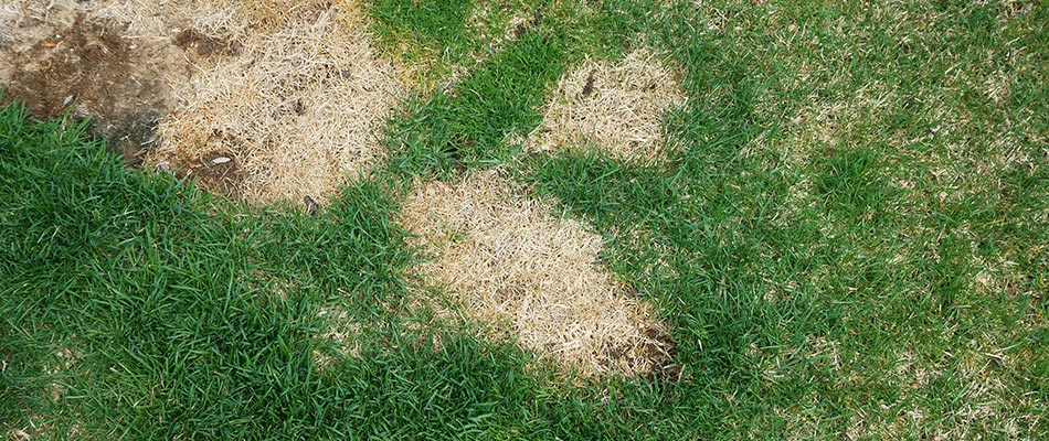 Brown patchy grass caused by brown patch disease near Piperton, TN.