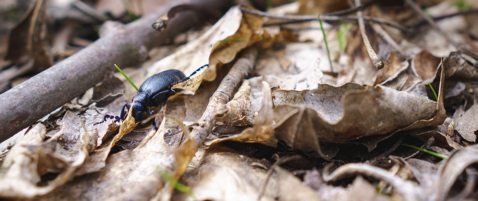 Bug crawling through leaf pile in a lawn in Collierville, TN.