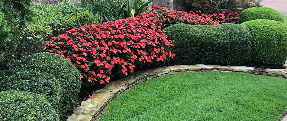 A bed of well trimmed bushes and red flowers by a property in Memphis, TN.