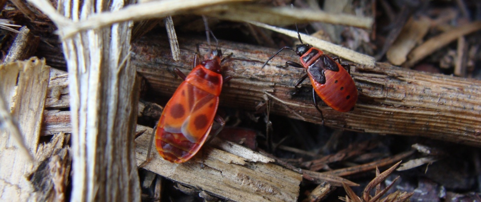 Chinch bugs found in pile of wood debris in Piperton, TN.
