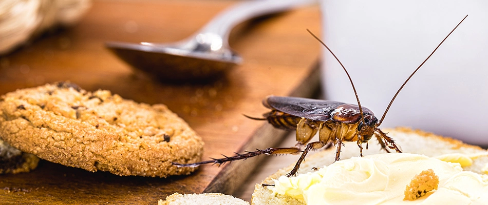 Cockroach found over left out food in home in Germantown, TN.