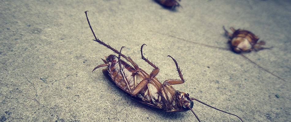 A dead cockroach after our perimeter pest control services in Midtown Memphis, TN.