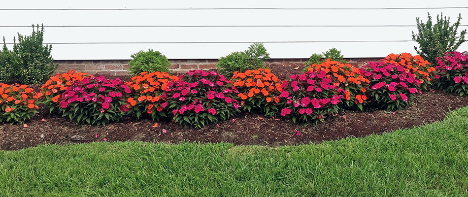 Colorful planting installed for a landscape bed in Bartlett, TN.
