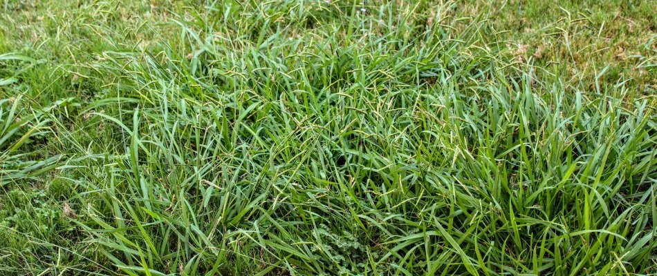 Crabgrass weeds growing in client's lawn in Bartlett, TN.
