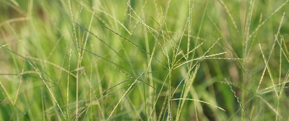 Crabgrass weeds invading a lawn in Lakeland, TN.