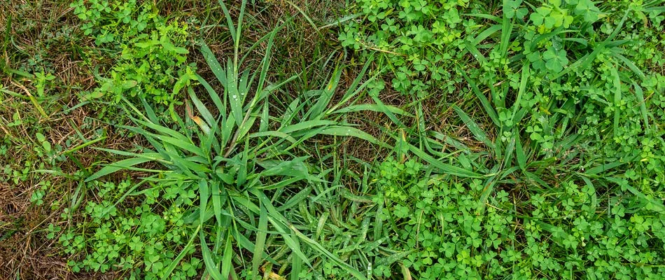 Dallisgrass weeds in lawn in Piperton, TN.