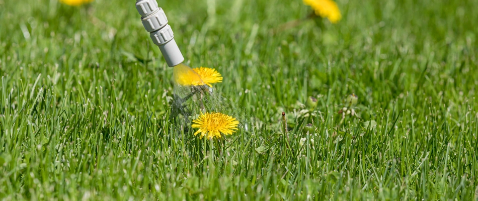 Dandelion weed getting post emergent treatment applied in Memphis, TN.