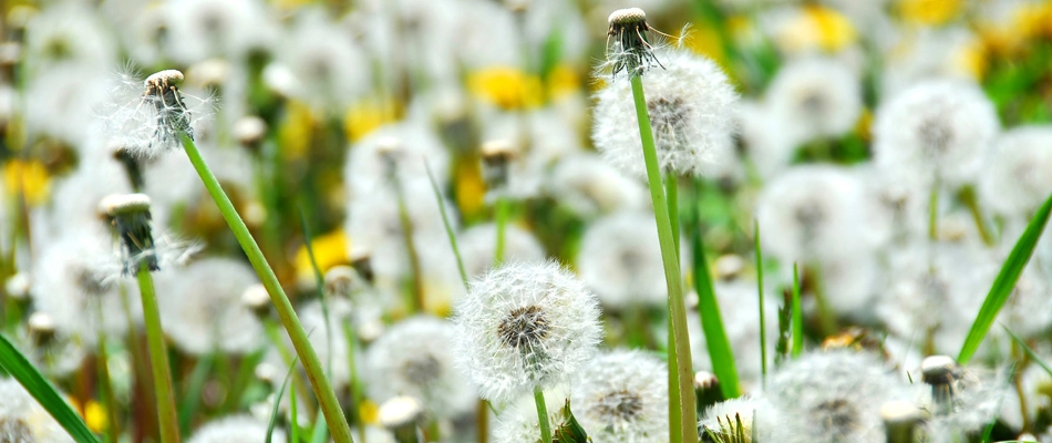 Dandelion weeds growing throughout a lawn in Germantown, TN.