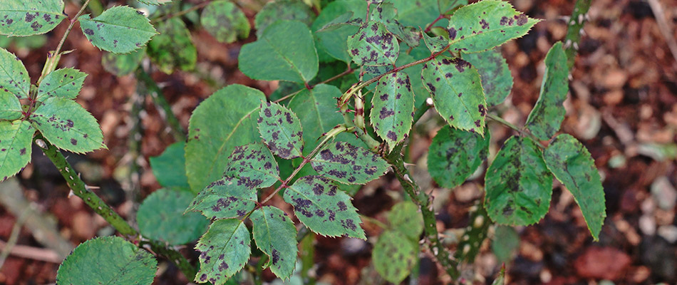 A diseased plant in need of treatment at our client's home in Lakeland, TN.