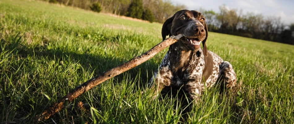 Dog playing on safe lawn after organic fertilizer has been dried in Collierville, TN.