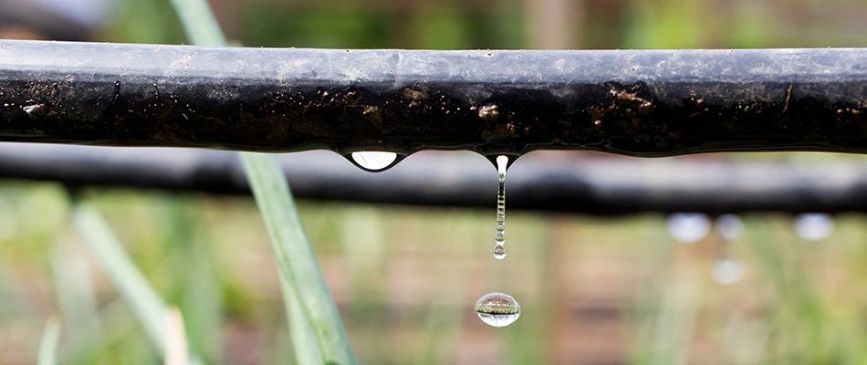 A drip irrigation system set up on a landscape in Piperton, TN.