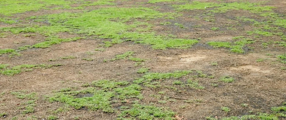 Drying lawn with lawn disease infection in Midtown Memphis, TN.