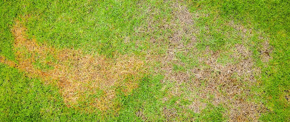 Drying lawn due to lack of water in Memphis, TN.