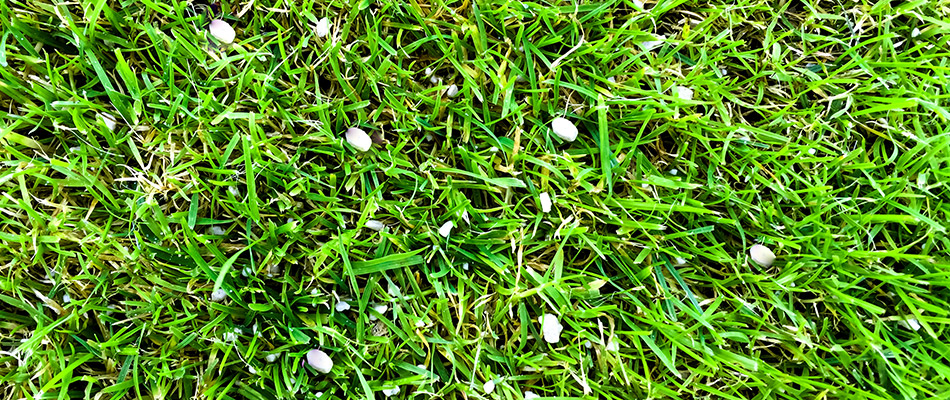 Freshly placed fertilizer on a lawn in Lakeland, TN.