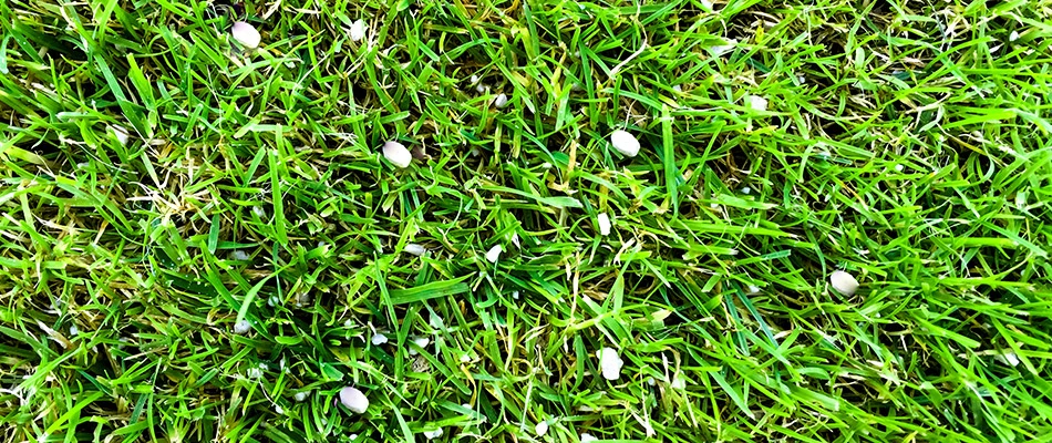 Freshly placed fertilizer on a lawn in Lakeland, TN.