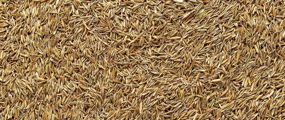 Fescue seeds up close used to seed a new lawn in Memphis, TN.