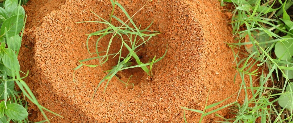 Fire ant hill among yard near Piperton, TN.