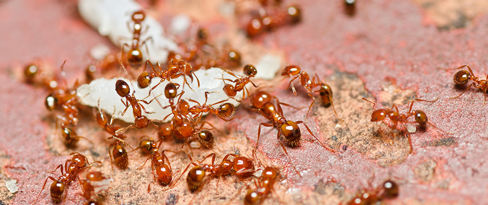 Fire ants crawling along a hardscaped surface near Memphis, TN.
