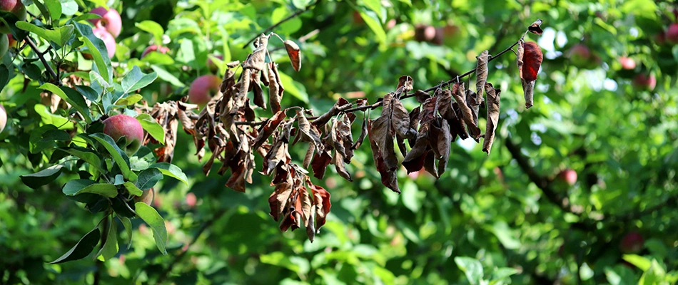 Fire blight tree disease found in client's tree in Germantown, TN.