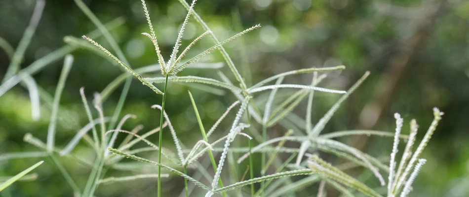 Goosegrass weeds growing in Collierville, TN.