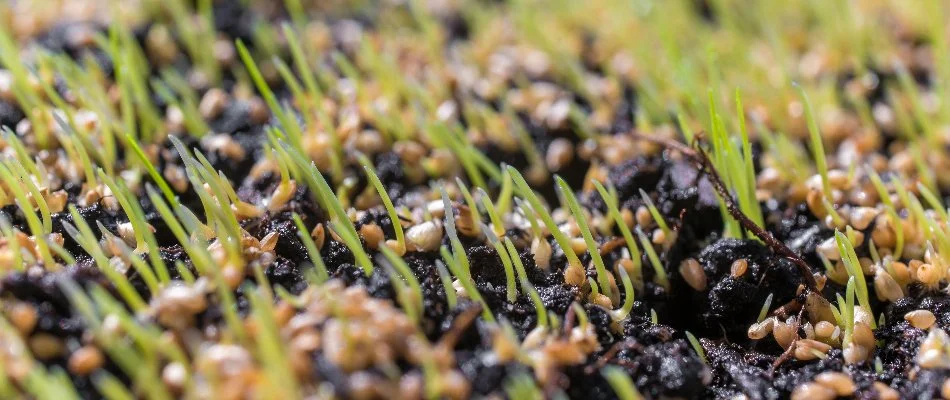 Grass seeds on a lawn after overseeding on a property in Memphis, TN.