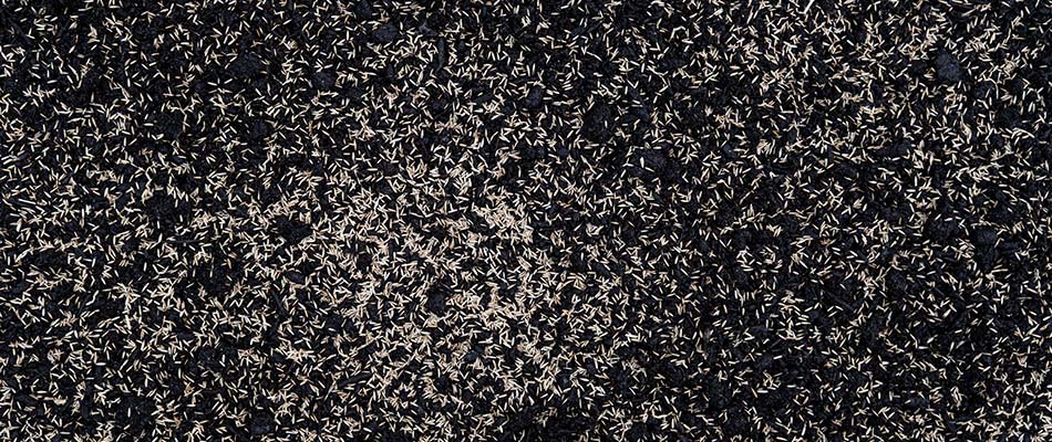 Grass seeds spread out over a new lawn near Eads, TN.