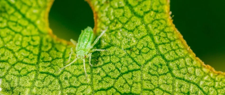 Green aphid eating a hole in a leaf on a property in Memphis, TN.