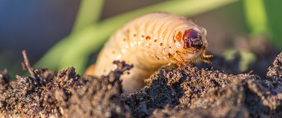Close up on a grub in soil on a property in Collierville, TN.